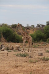 a giraffe with bird on it