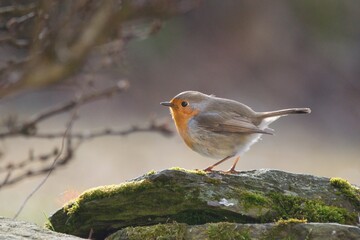 Beautiful scenery with European Robin bird sitting on the stone