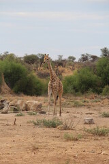 a giraffe with bird on it