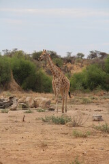 a giraffe with bird on it