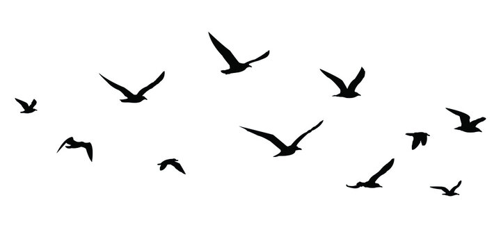 40 695 件の最適な かもめシルエット 画像 ストック写真 ベクター Adobe Stock