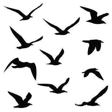 silhouettes of birds set. seagulls in flight isolated. Migration of birds. Vector stock illustration