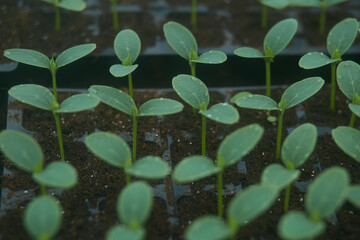 Cucumber plants in a greenhouse. Green foggy background. Agricultural work concept in spring. 