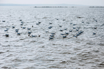 A flock of beautiful white and gray gulls are resting while sitting on the wavy sea.