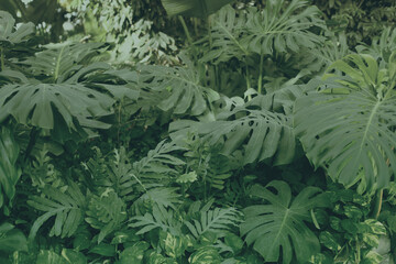 Naklejka na ściany i meble Tropical monstera plants leaf. Nature dark green background.