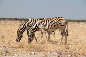 Fototapeta na wymiar animal in a nationalpark in namibia