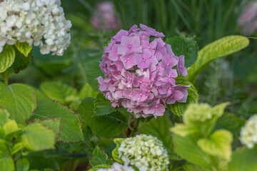 Focus on a pink cosmos flower in its field covered by similar cosmos flower