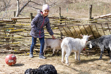 Naklejka premium White goats and sheep on a farm.