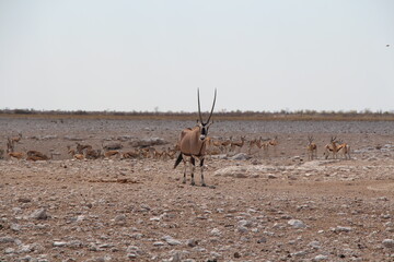 animal in a nationalpark in namibia