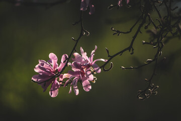 Closeup shot of magnolias on the tree branch