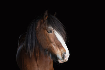 Fototapeta premium Clydesdale Horse