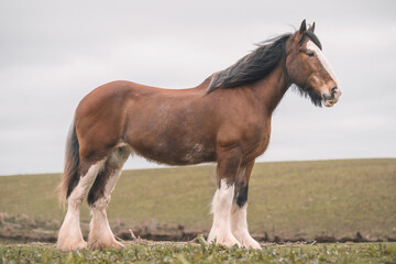 Obraz na płótnie Canvas Clydesdale Horse