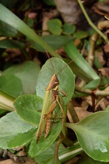 Green locust hugging a green leaf