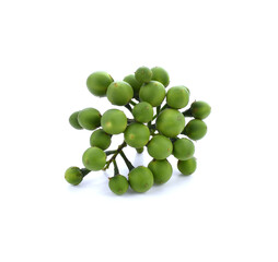 turkey berry isolated in white background