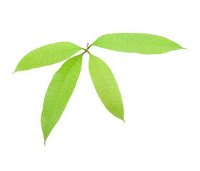 maprang leaf on a white background