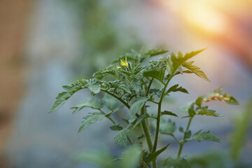 Green plant of blooming tomato and sun light. Spring time.