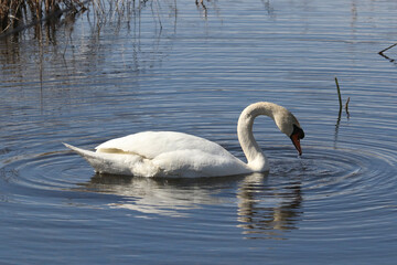 Mute Swan in marsh swimming and eating water plants on beautiful spring day