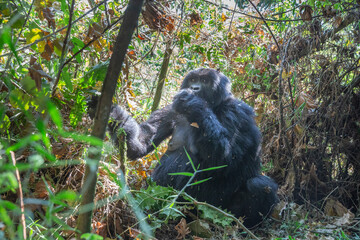 Fototapeta premium Gorilla beringei beringei, gorila horská