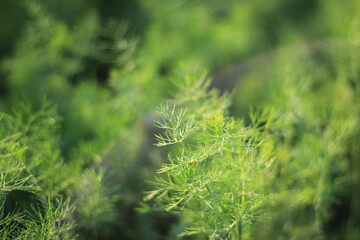 Vegetarian food - fresh dill. Green background
