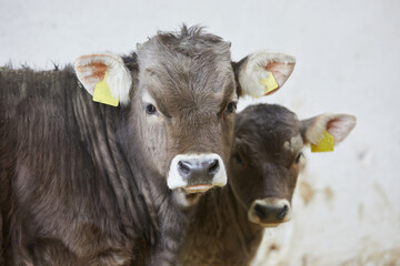 5 month old calf and 2 month old calf. With us, the calves are suckled by their mother or a wet...