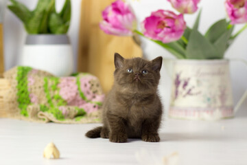 Little kitten breed of British shorthair on the kitchen. Beautiful yang cat. Spring decor home