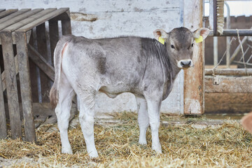 Calf in the barn looks at the camera. It is light gray and not yet half a year old. It stands on...