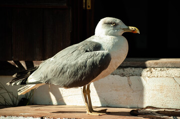 Seagull standing outdoors
