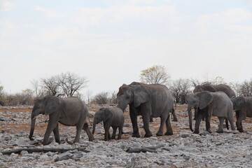 elephants in a nationalpark in namibia
