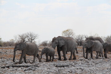 Fototapeta premium elephants in a nationalpark in namibia 