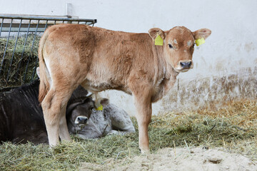 Calf in the barn looks at the camera. It is light gray and not yet half a year old. It stands on...