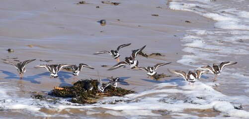 Turnstones chasing waves on beach 