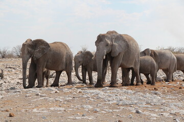 Fototapeta na wymiar elephants in a nationalpark in namibia 