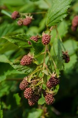 Branch of blackberries in the garden on a green background.Blackberries on a branch close-up. Blackberry Bush. Collecting berries. Ripe blackberries on a green background. Healthy food for vegans.