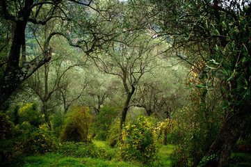 morning in the forest