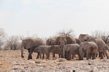 Fototapeta premium a herd ofelephants in a nationalpark in namibia