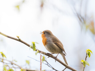 Robin in springtime