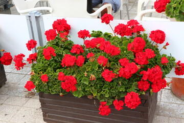 flowerpot with bright blooming pelargonium