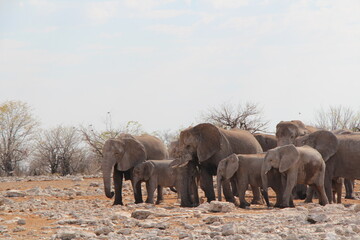 elephants in a nationalpark in namibia
