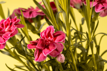 Close-up view of purple mini carnation