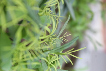 close up of a plant