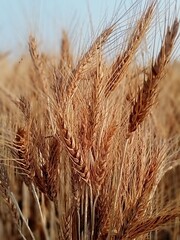 Fototapeta premium ears of wheat on the field