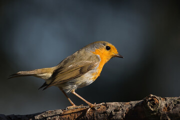robin