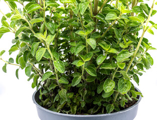 Oregano Topf isoliert auf weißen Hintergrund