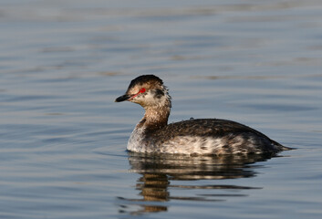 Molting juvenile Horned Grebe duck on water