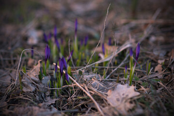 crocuses  at the beginning of flowering