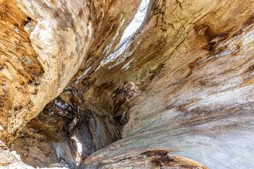 Close-up of beautiful wooden texture inside hollow stem