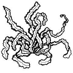 hand drawn kelp 