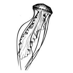 hand drawn sketch of a  jellyfish