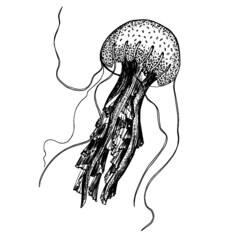 hand drawn jellyfish