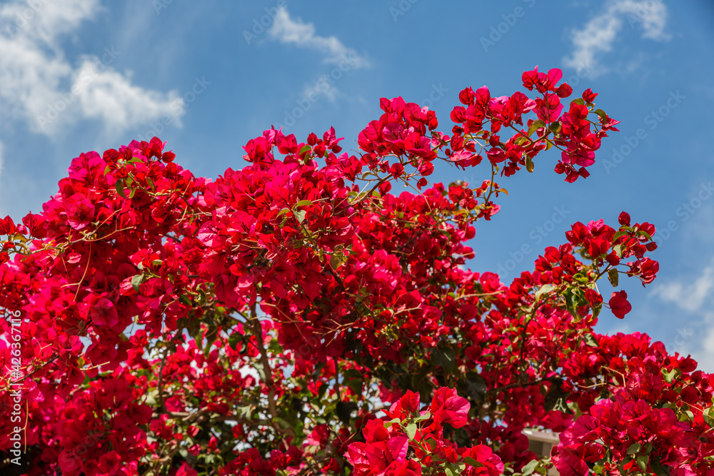 Sticker red flowers against sky